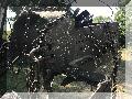 IMG_2991.jpg